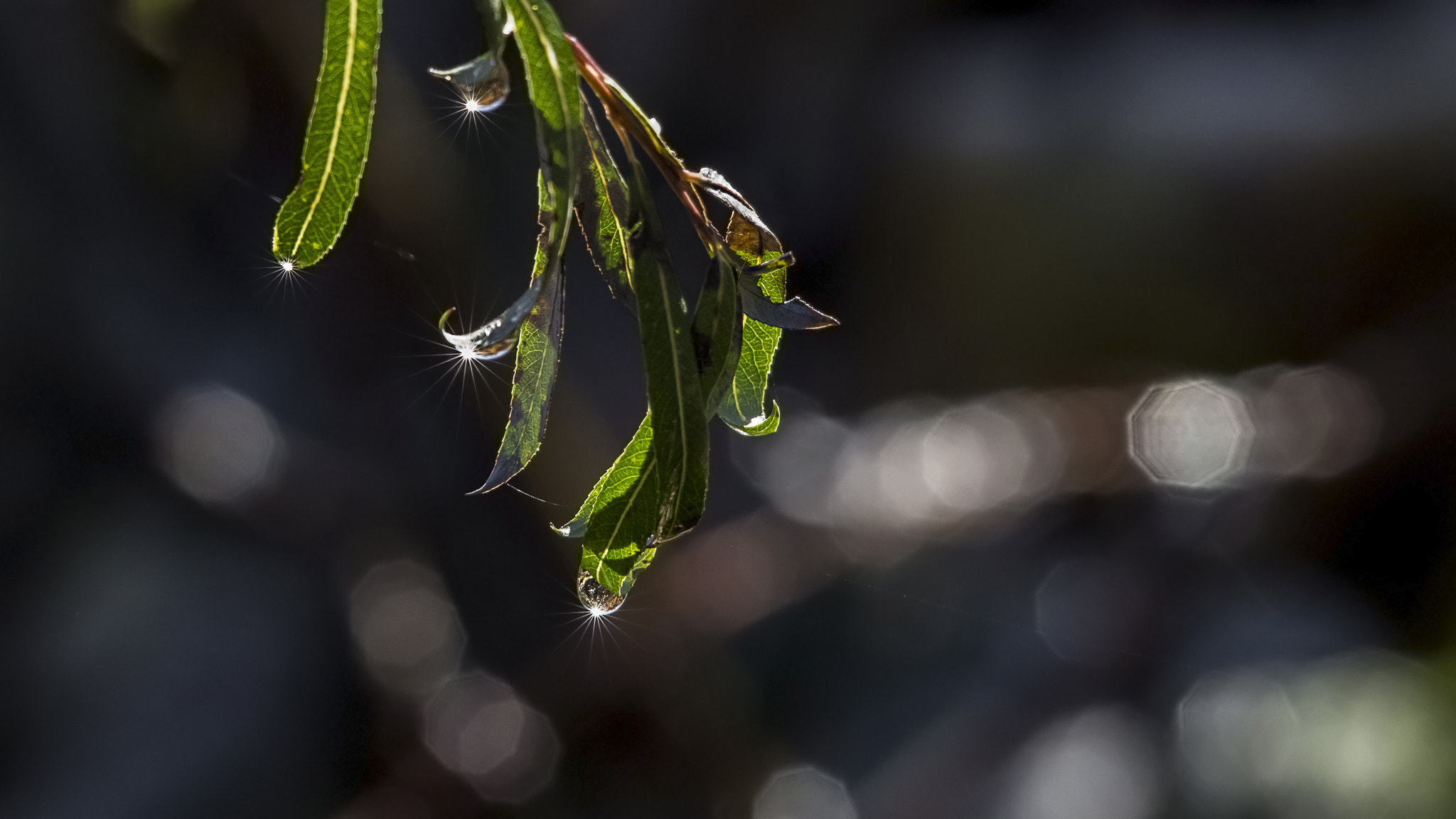 Sigma 150-500mm F5-6.3 DG OS HSM sample photo. Light drops... photography