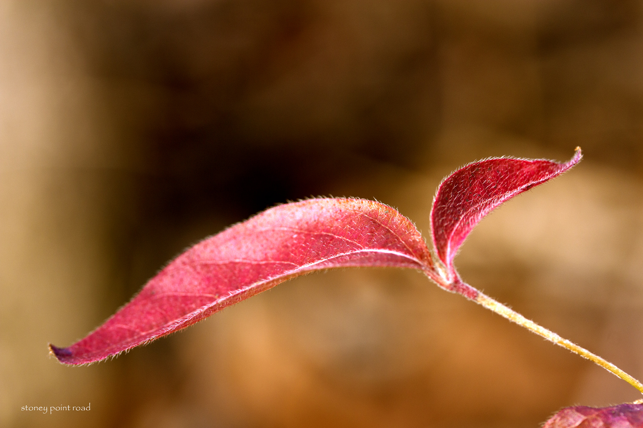 Canon EF-S 60mm F2.8 Macro USM sample photo. Tender red leaves photography