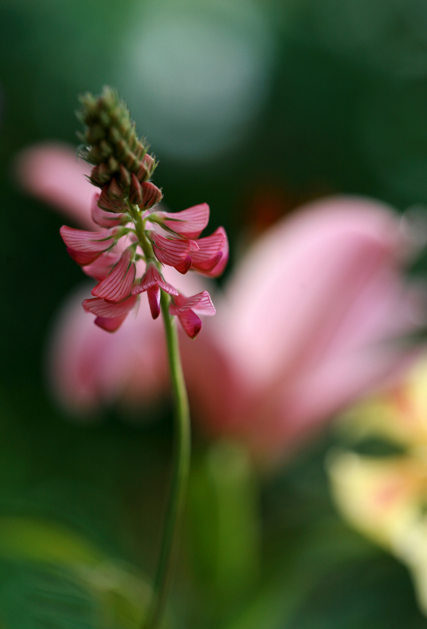 Canon EOS 5D + Canon EF 100mm F2.8 Macro USM sample photo. Pink ballet photography