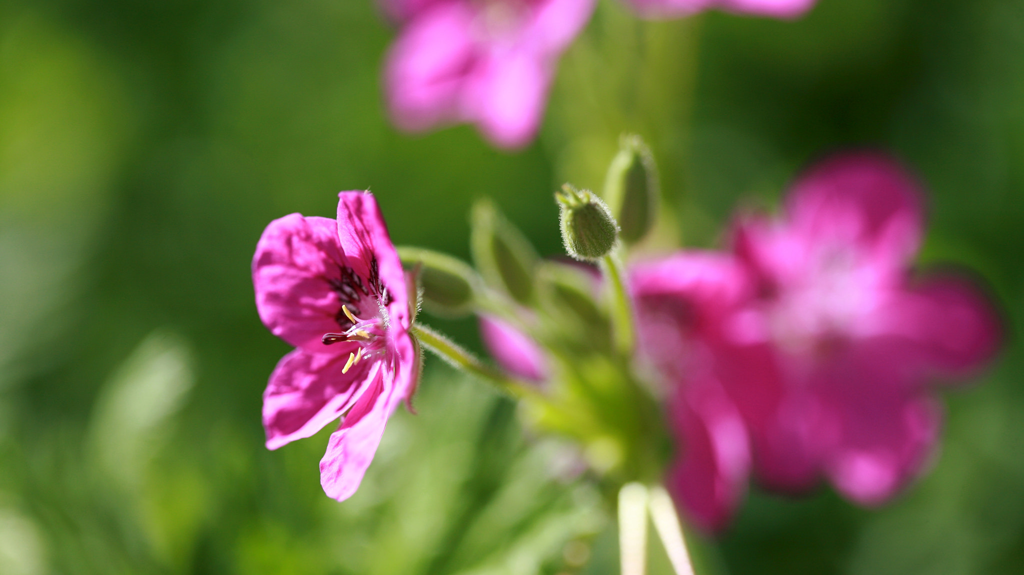 Canon EOS 5D + Canon EF 100mm F2.8 Macro USM sample photo. Another great pink photography