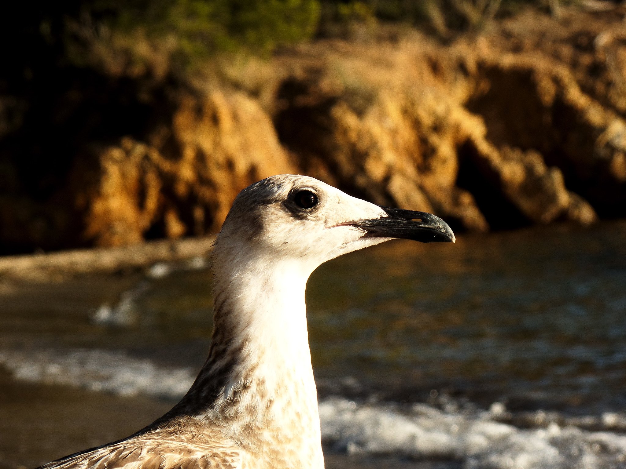 Samsung WB800F sample photo. Seagull on the beach photography