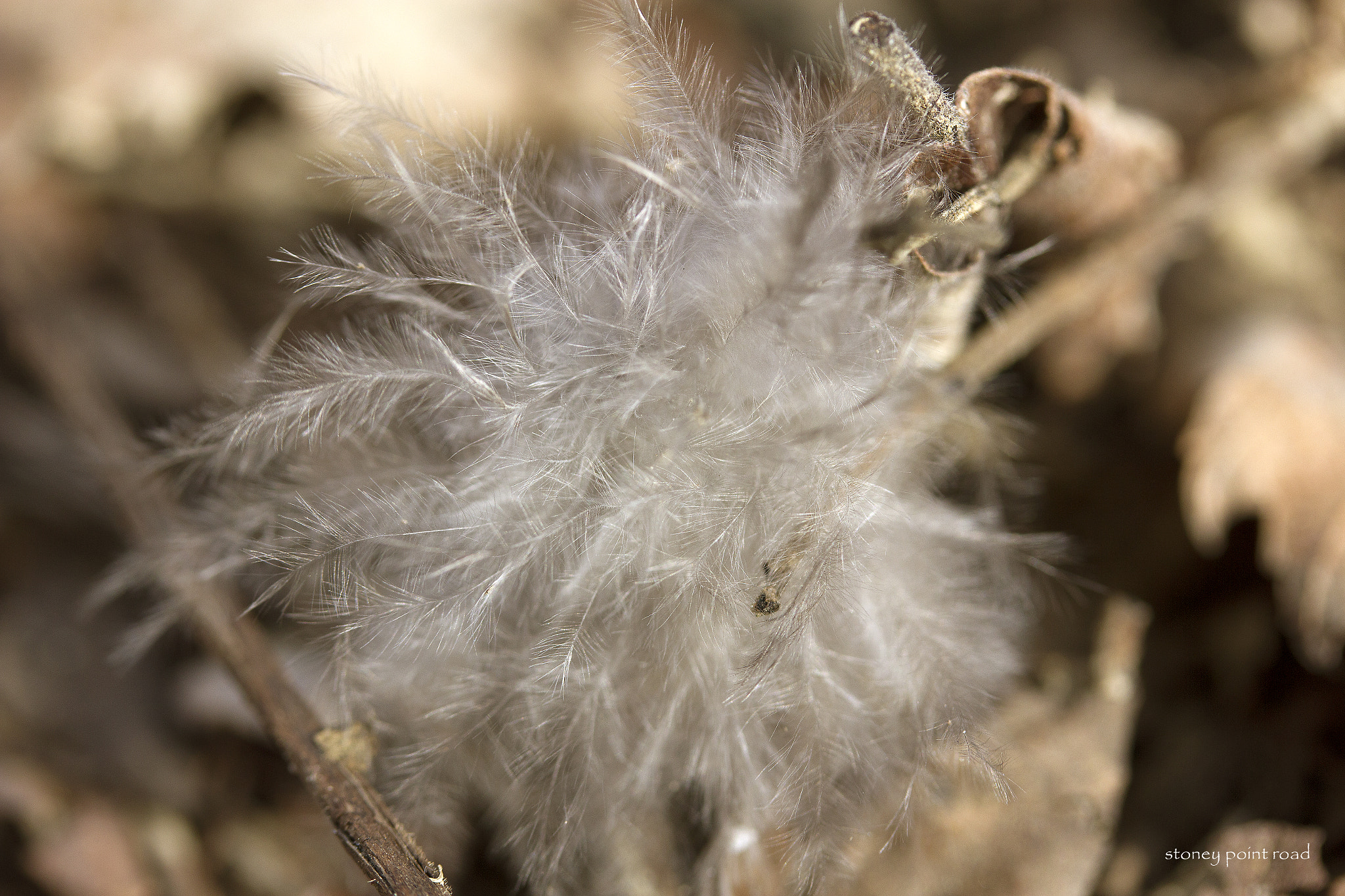 Canon EF-S 60mm F2.8 Macro USM sample photo. Small down feather photography