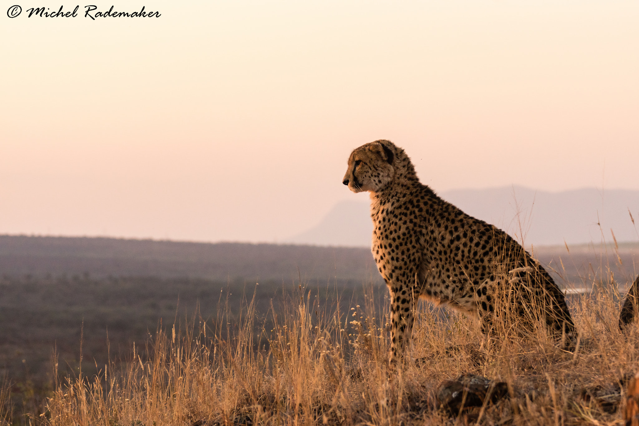 Tamron SP 70-300mm F4-5.6 Di USD sample photo. Cheetah kingdom photography