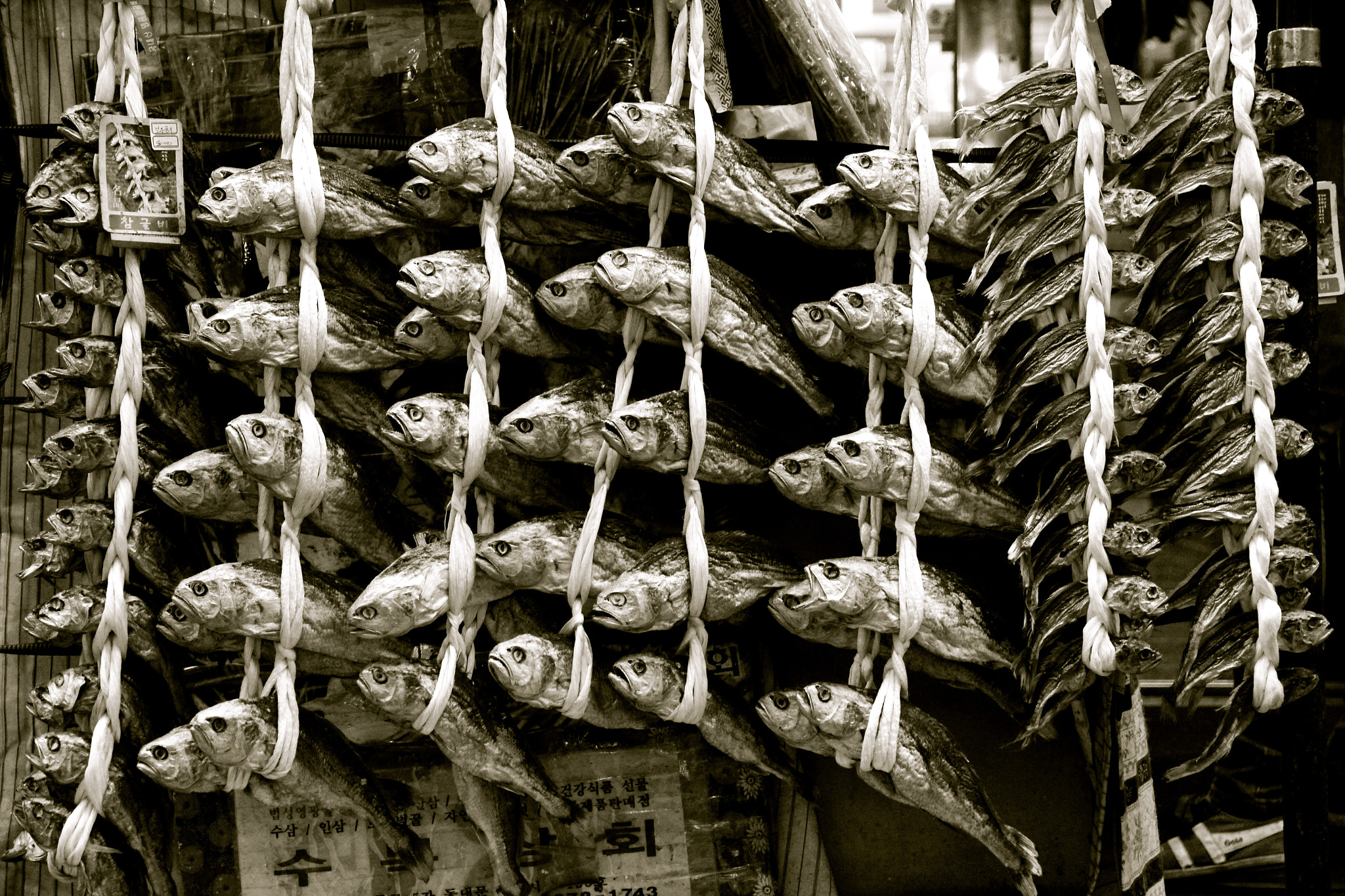 Canon EOS 650D (EOS Rebel T4i / EOS Kiss X6i) sample photo. The fish paradox photography