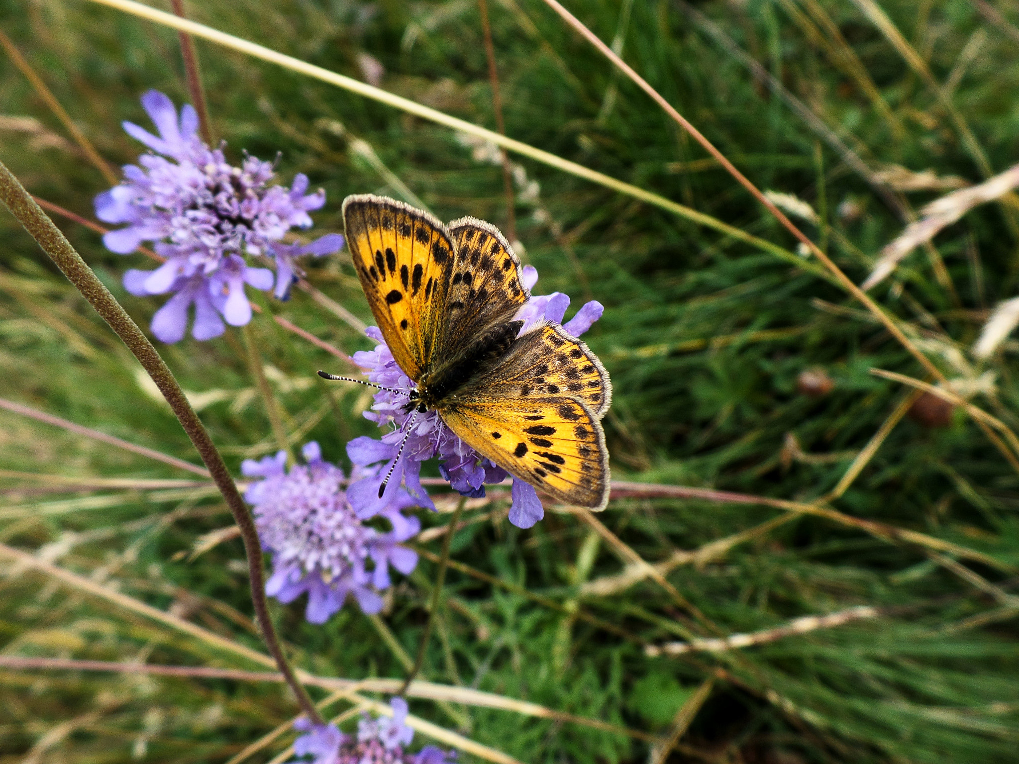 Samsung WB800F sample photo. Le papillon photography