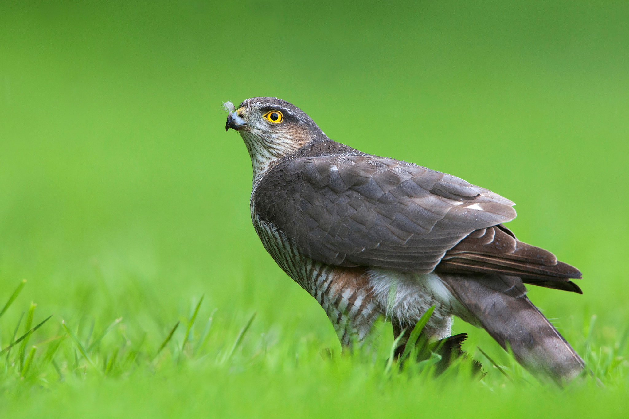 Canon EF 500mm F4L IS USM sample photo. Eurasian sparrowhawk photography