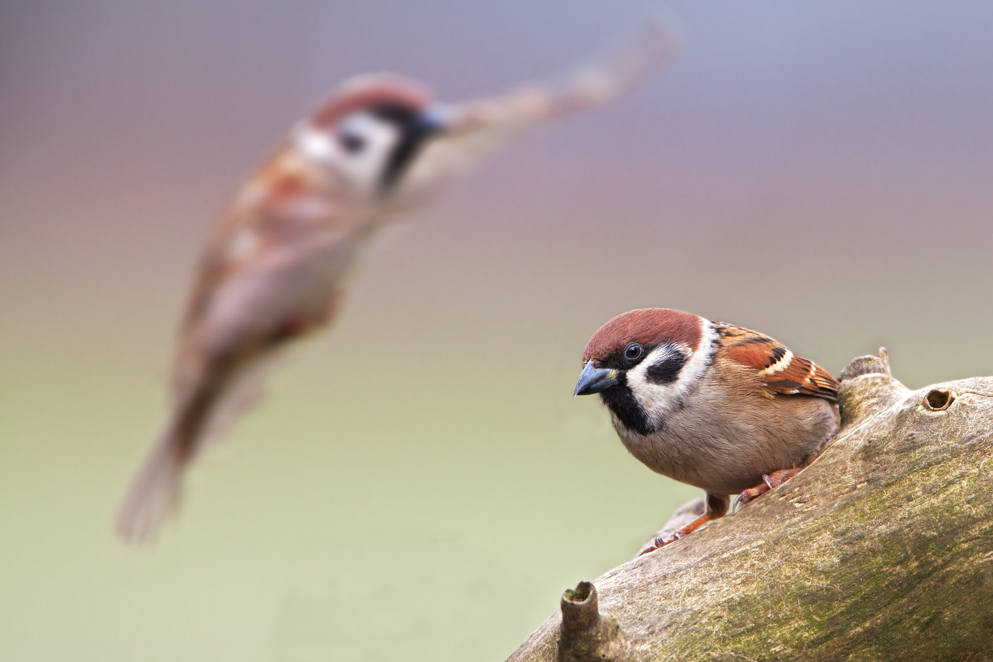 Canon EF 500mm F4L IS USM sample photo. Tree sparrows photography