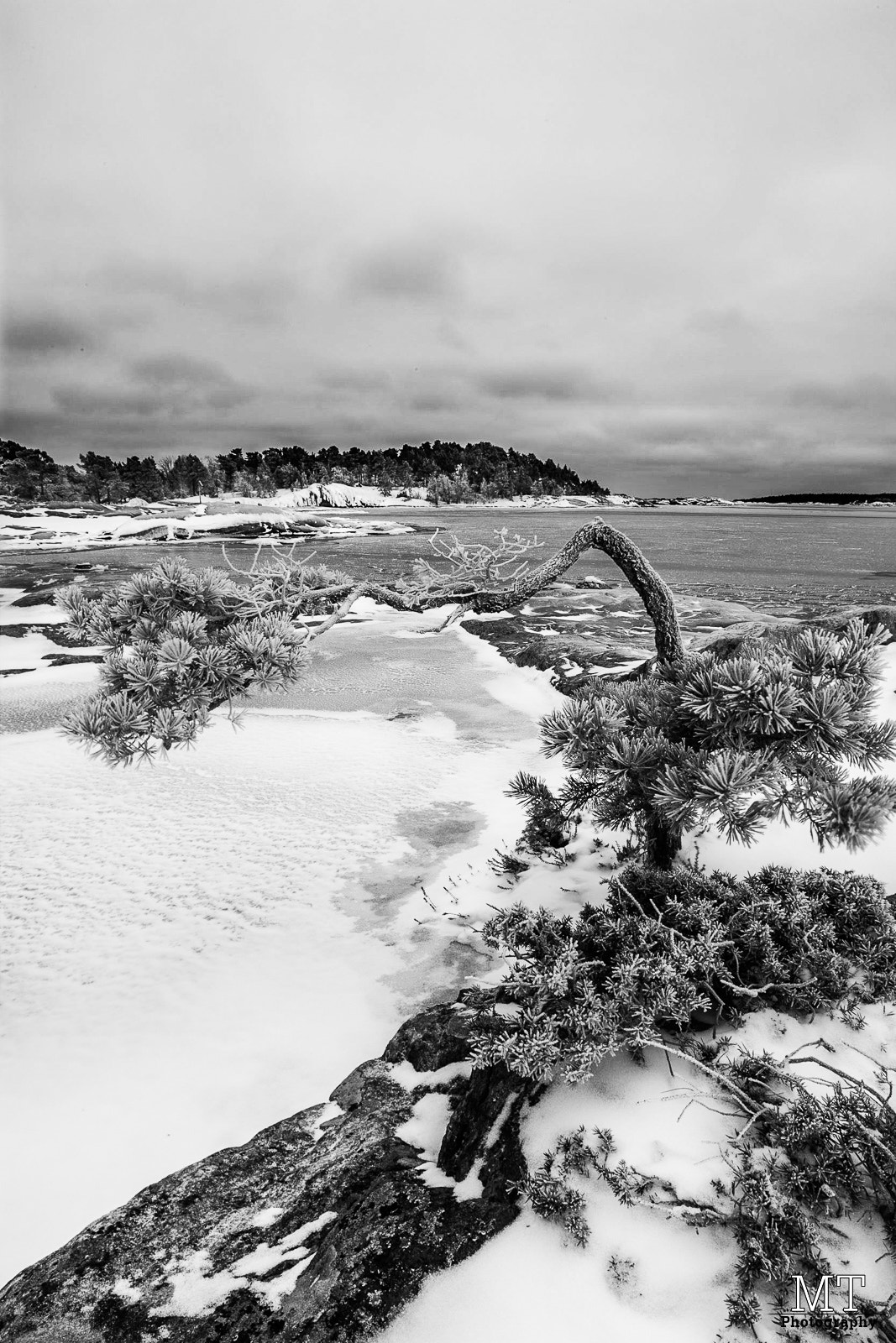 Canon TS-E 24mm f/3.5L sample photo. Lonely tree photography