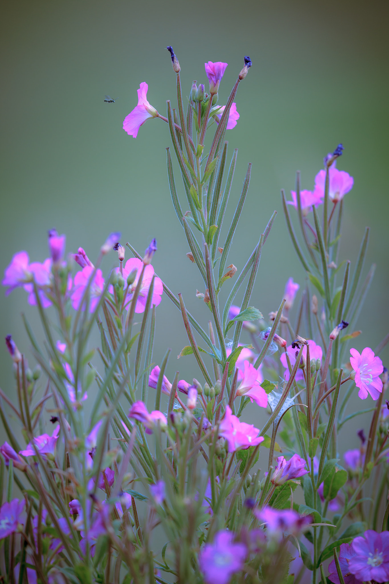 Canon EF 500mm F4L IS II USM sample photo. Wild flowers photography