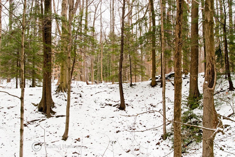 AF Zoom-Nikkor 28-80mm f/3.5-5.6D sample photo. Silent wood photography