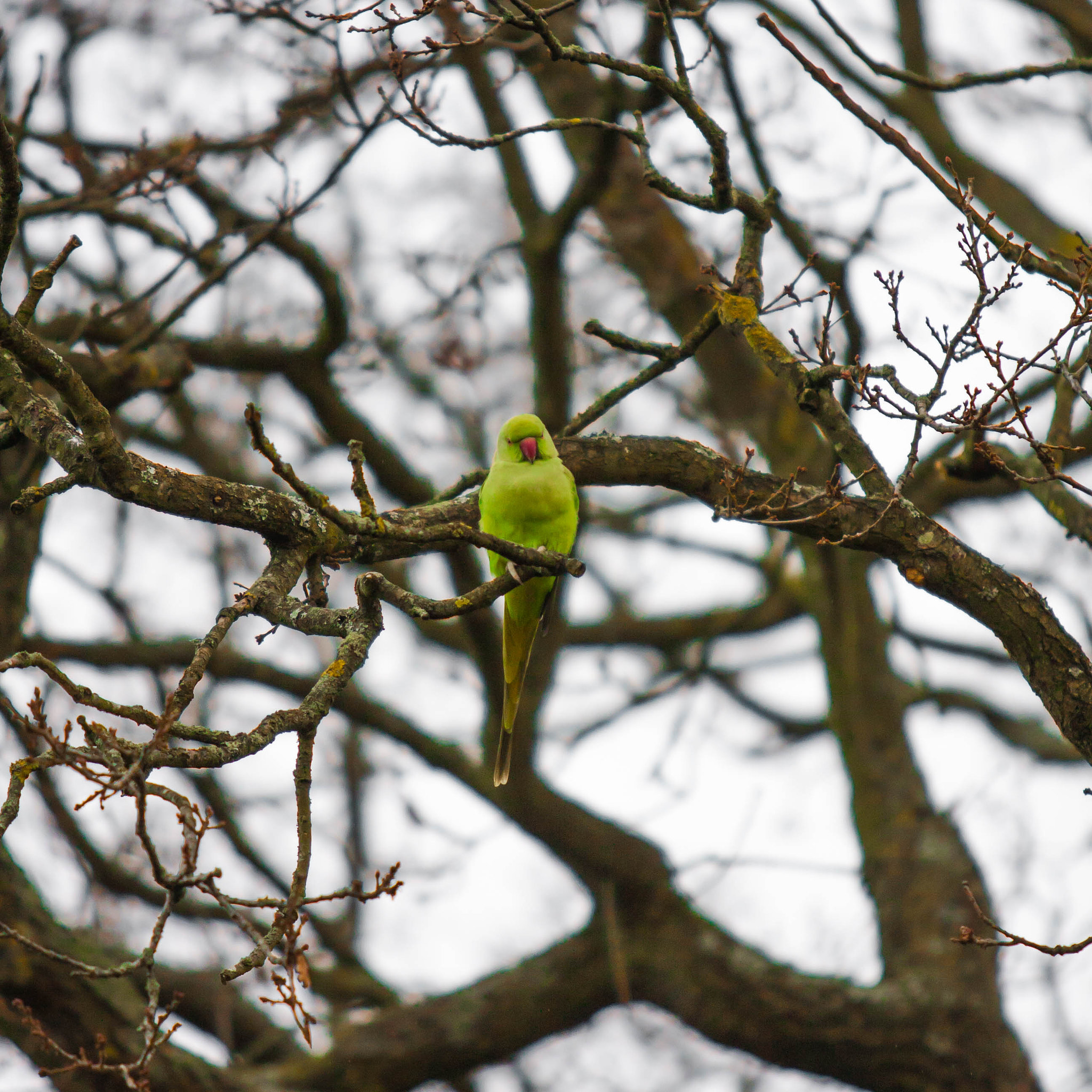 Canon EF 70-200mm F2.8L USM sample photo. Green parrot photography