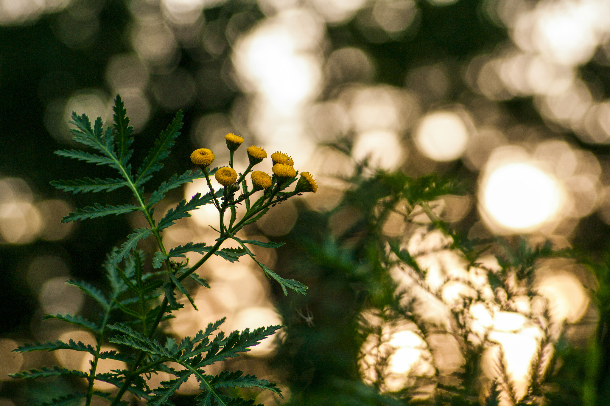 Pentax K-7 + A Series Lens sample photo. A piece of light photography