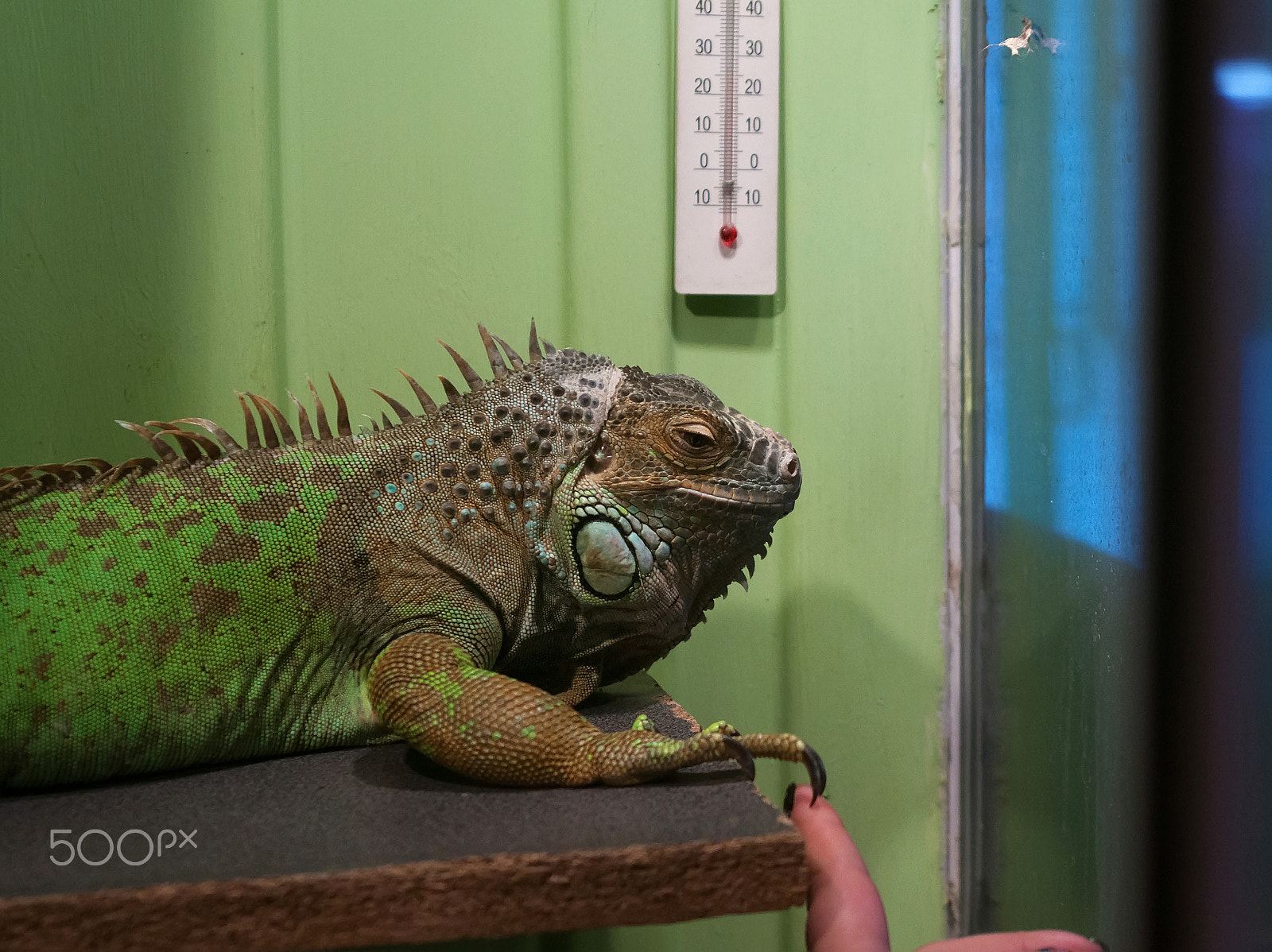 Nikon AF-S Nikkor 28-70mm F2.8 ED-IF sample photo. Creation of iguana photography