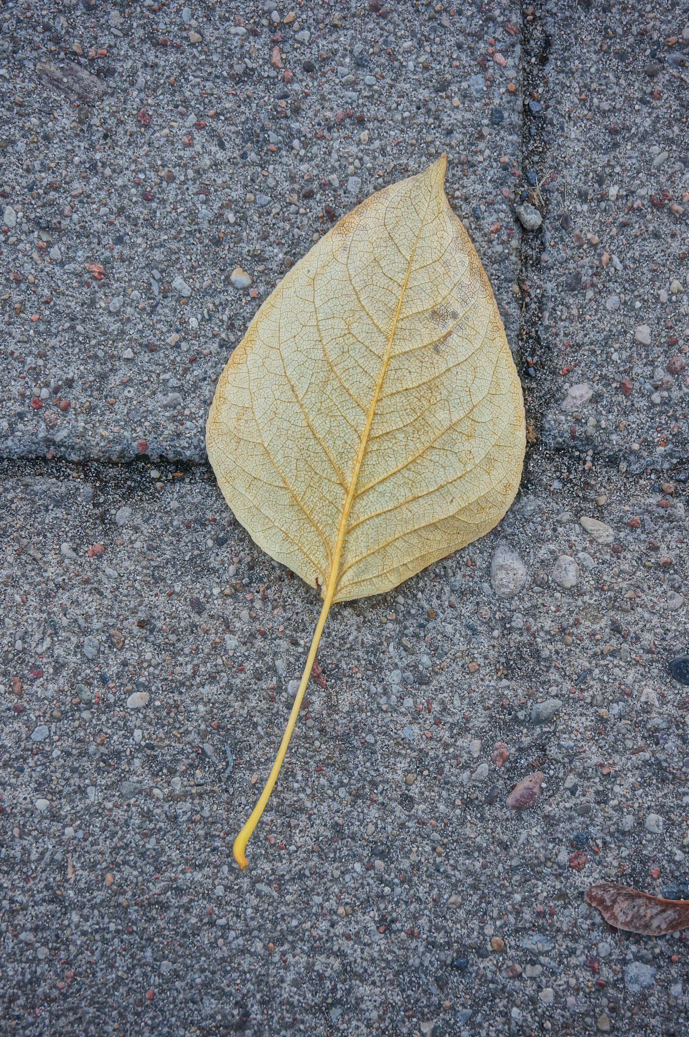 Sony Alpha NEX-5N + Sony E 18-50mm F4-5.6 sample photo. Autumn leaf photography