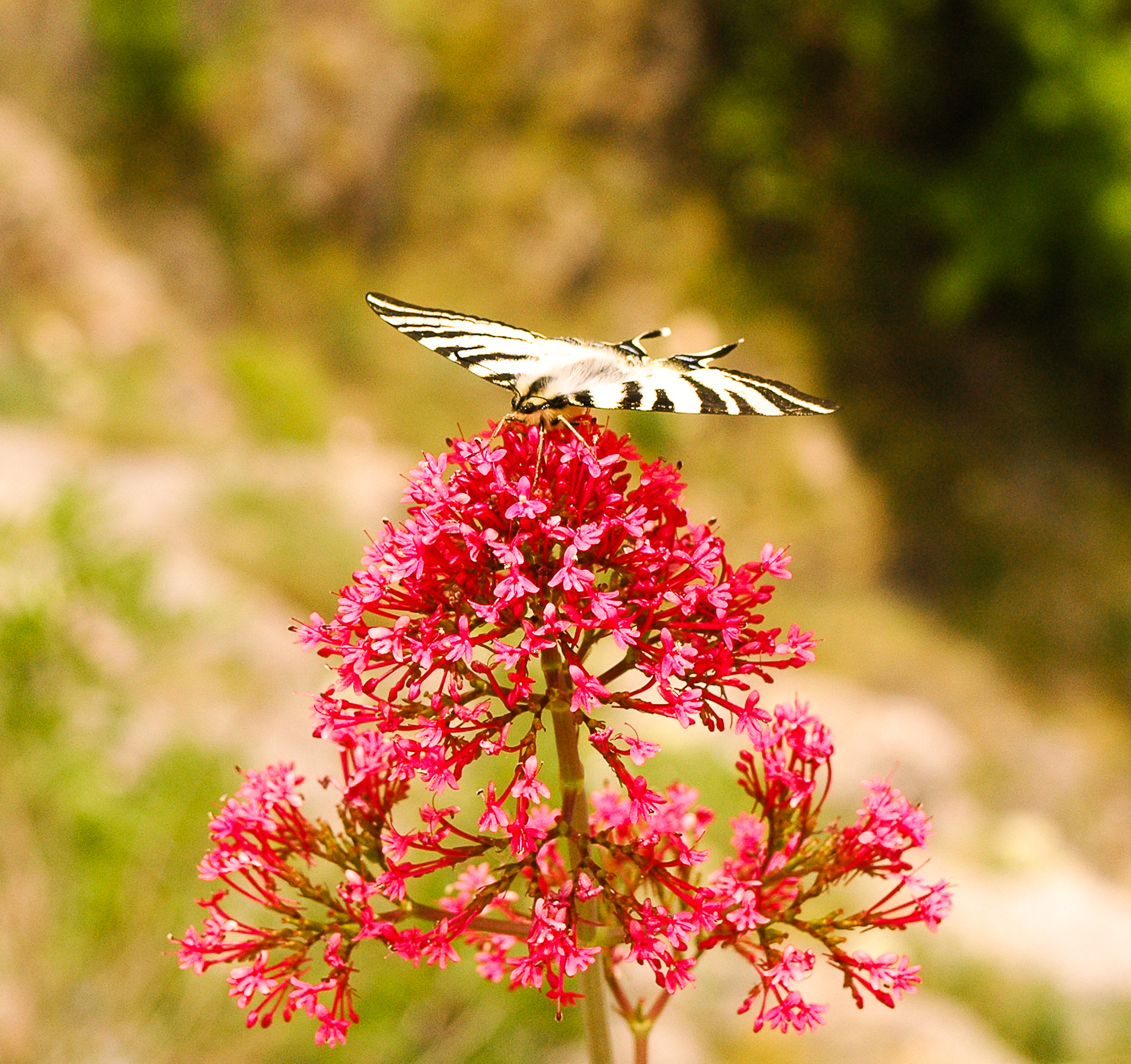 AF Zoom-Nikkor 28-80mm f/3.5-5.6D sample photo. Butterfly photography