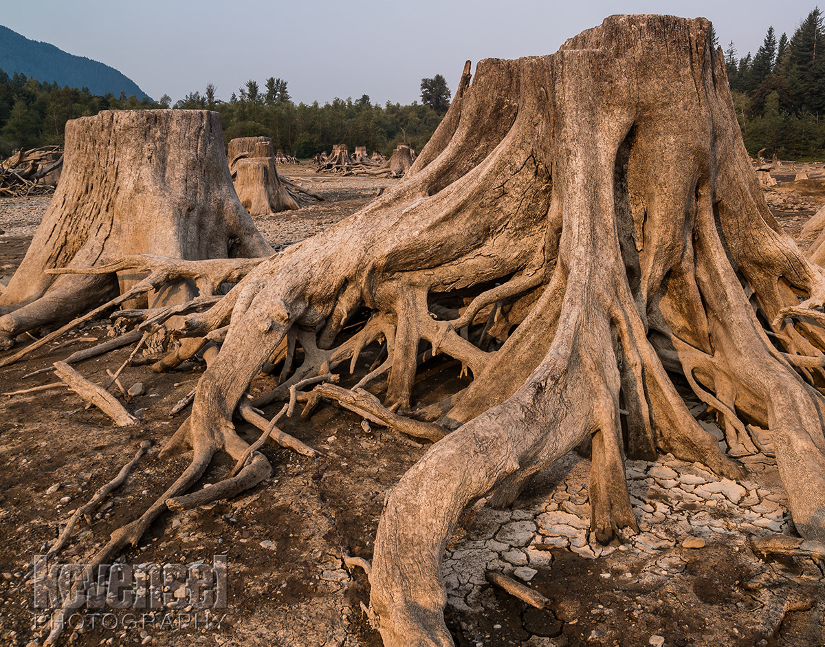 Sigma AF 10-20mm F4-5.6 EX DC sample photo. Roots photography