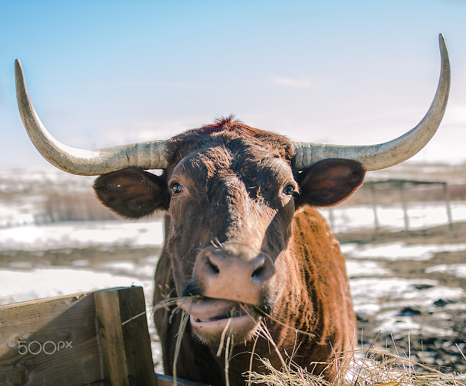 Sigma 24mm F1.4 DG HSM Art sample photo. Silly face photography