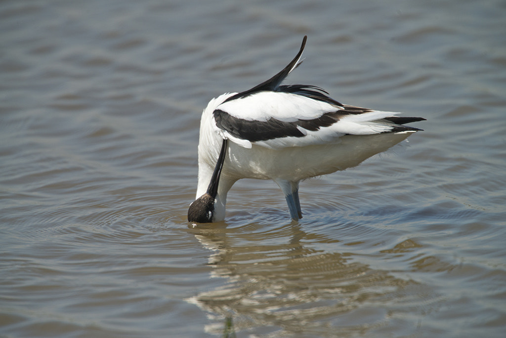 Nikon AF-S Nikkor 600mm F4D ED-IF II sample photo. Avocet photography