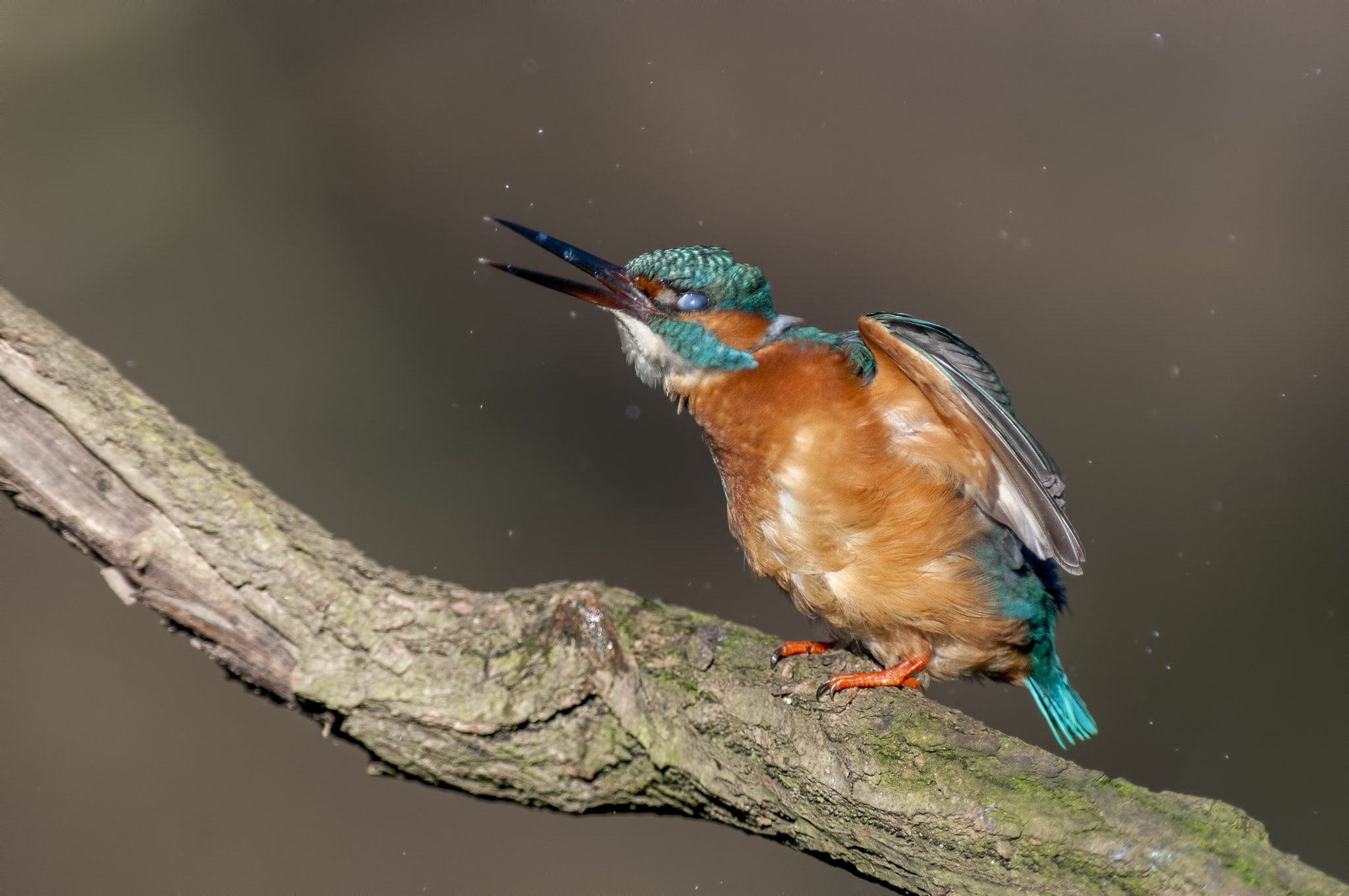 Nikon AF-S Nikkor 300mm F2.8G ED VR II sample photo. Kingfisher photography