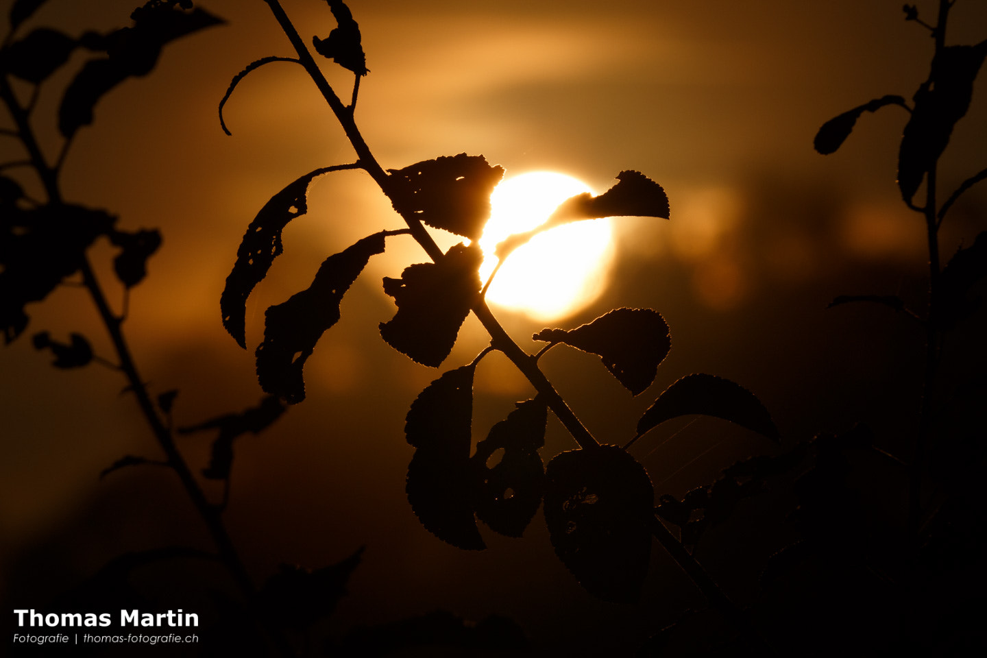 Canon EF 70-200mm F2.8L IS II USM sample photo. The morning sun photography