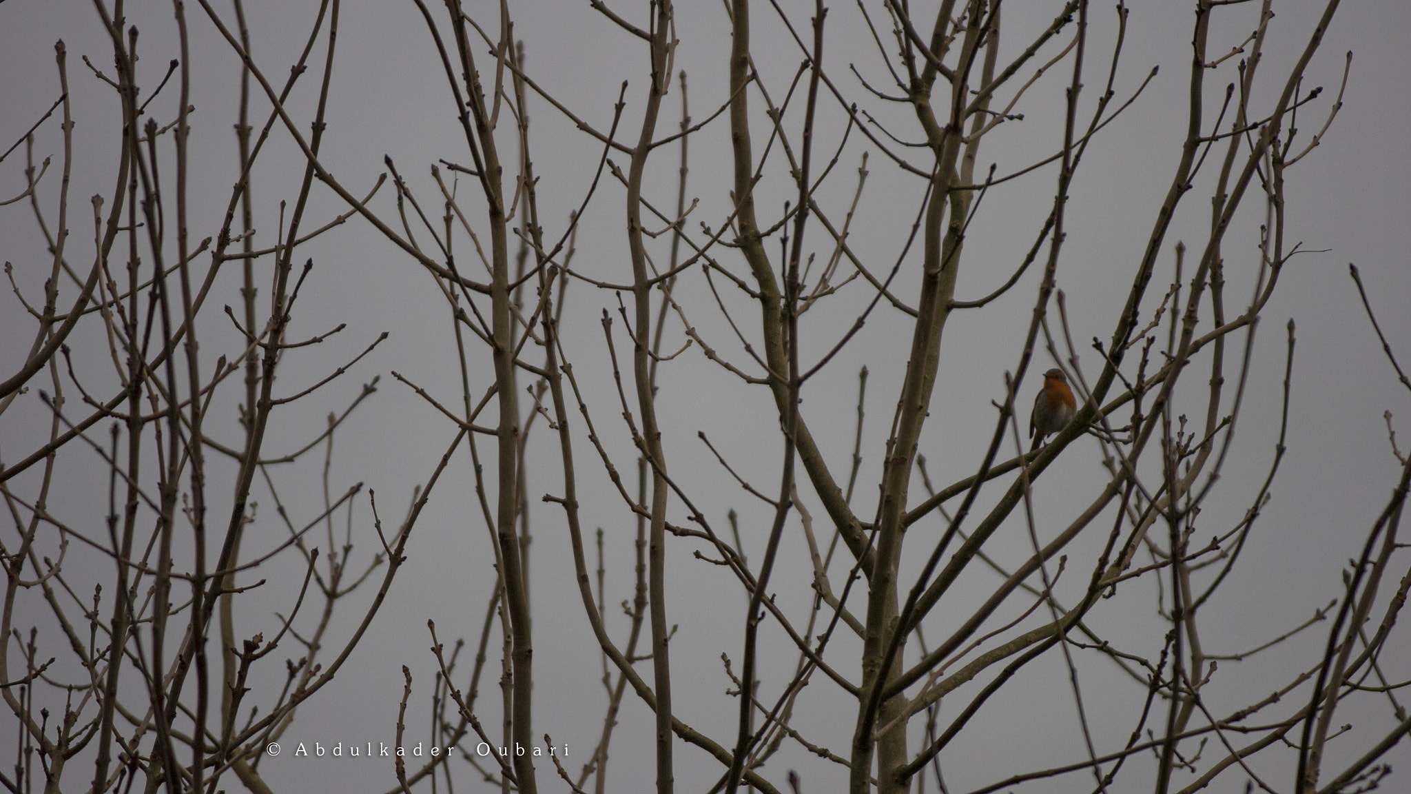 Nikon D2Hs sample photo. Robin photography