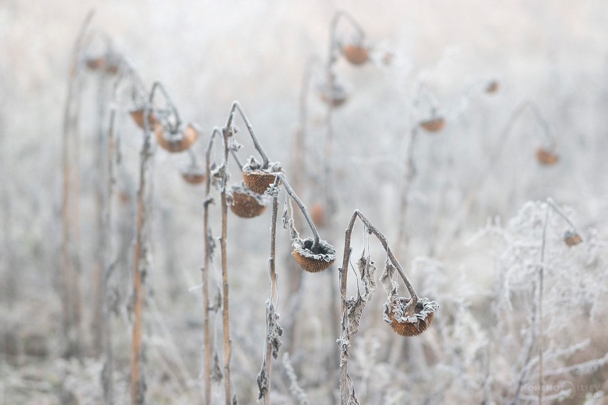 Samsung NX 85mm F1.4 ED SSA sample photo. Winter sunflowers photography