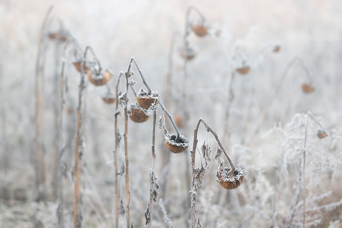 Samsung NX500 + Samsung NX 85mm F1.4 ED SSA sample photo. Winter sunflowers photography