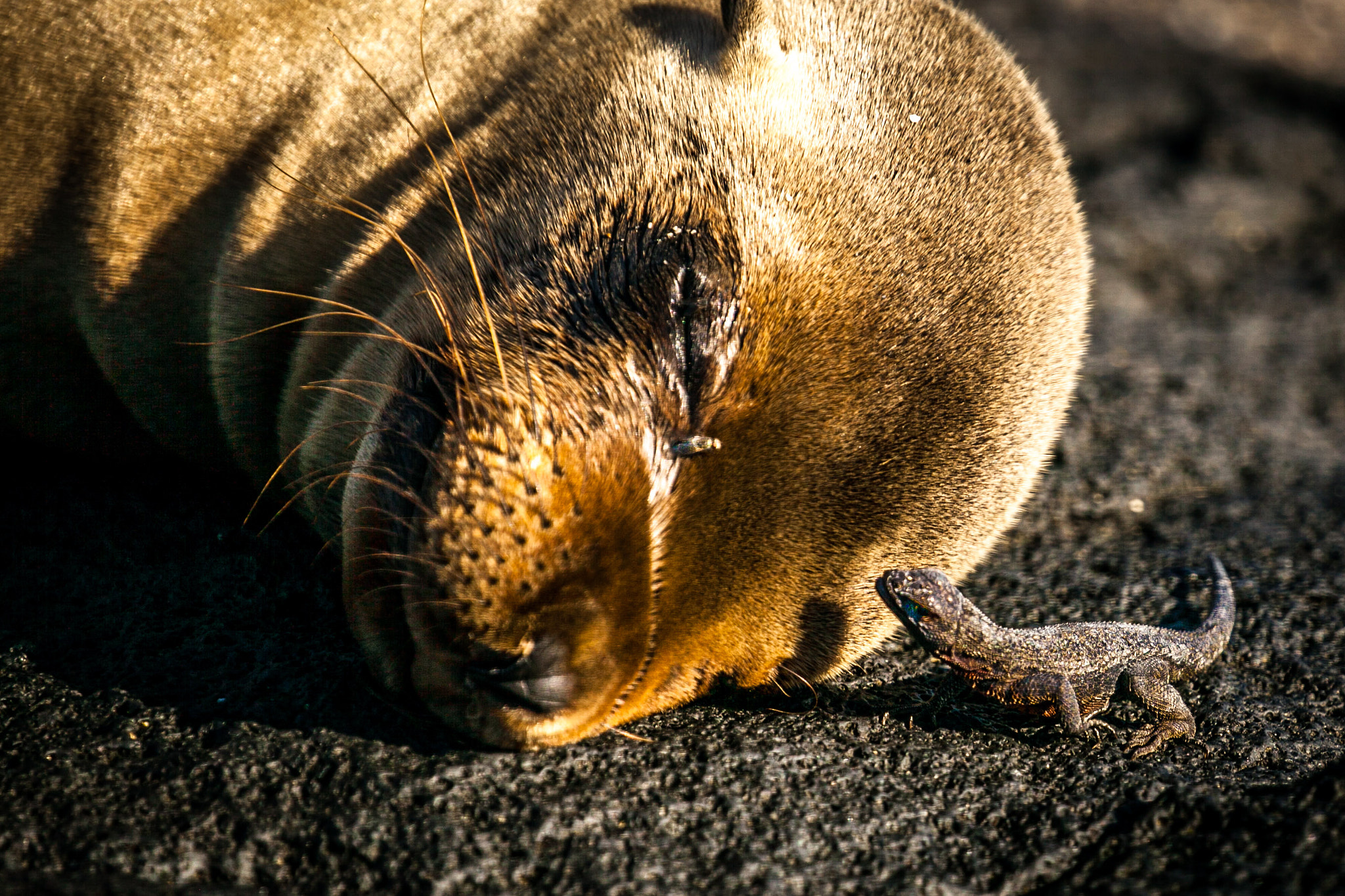 Canon EF 100-400mm F4.5-5.6L IS II USM sample photo. Seal sleeping with lizard looking at the fly photography
