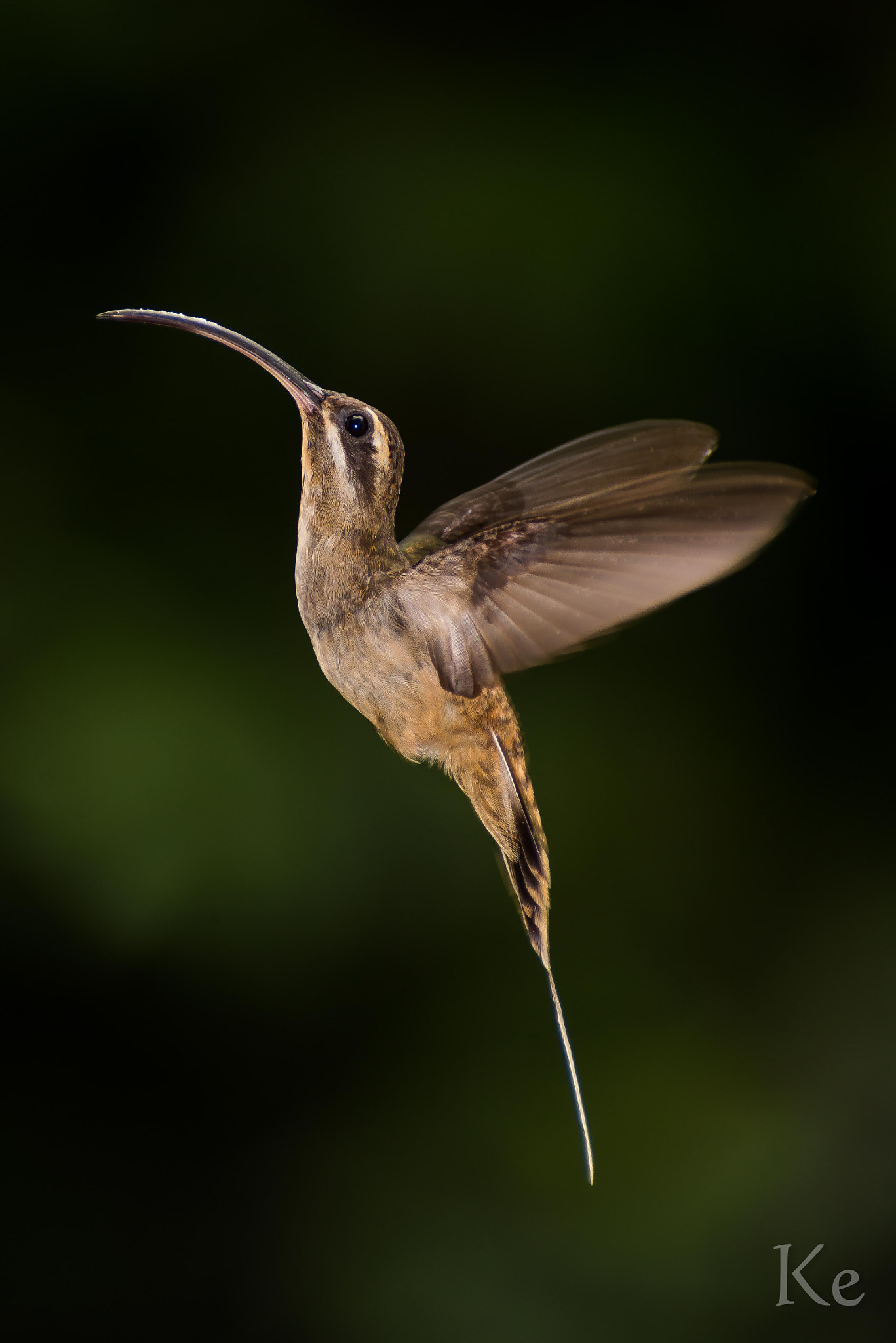 Tokina AT-X 340 AF (AF 100-300mm f/4) sample photo. Hermitaño photography
