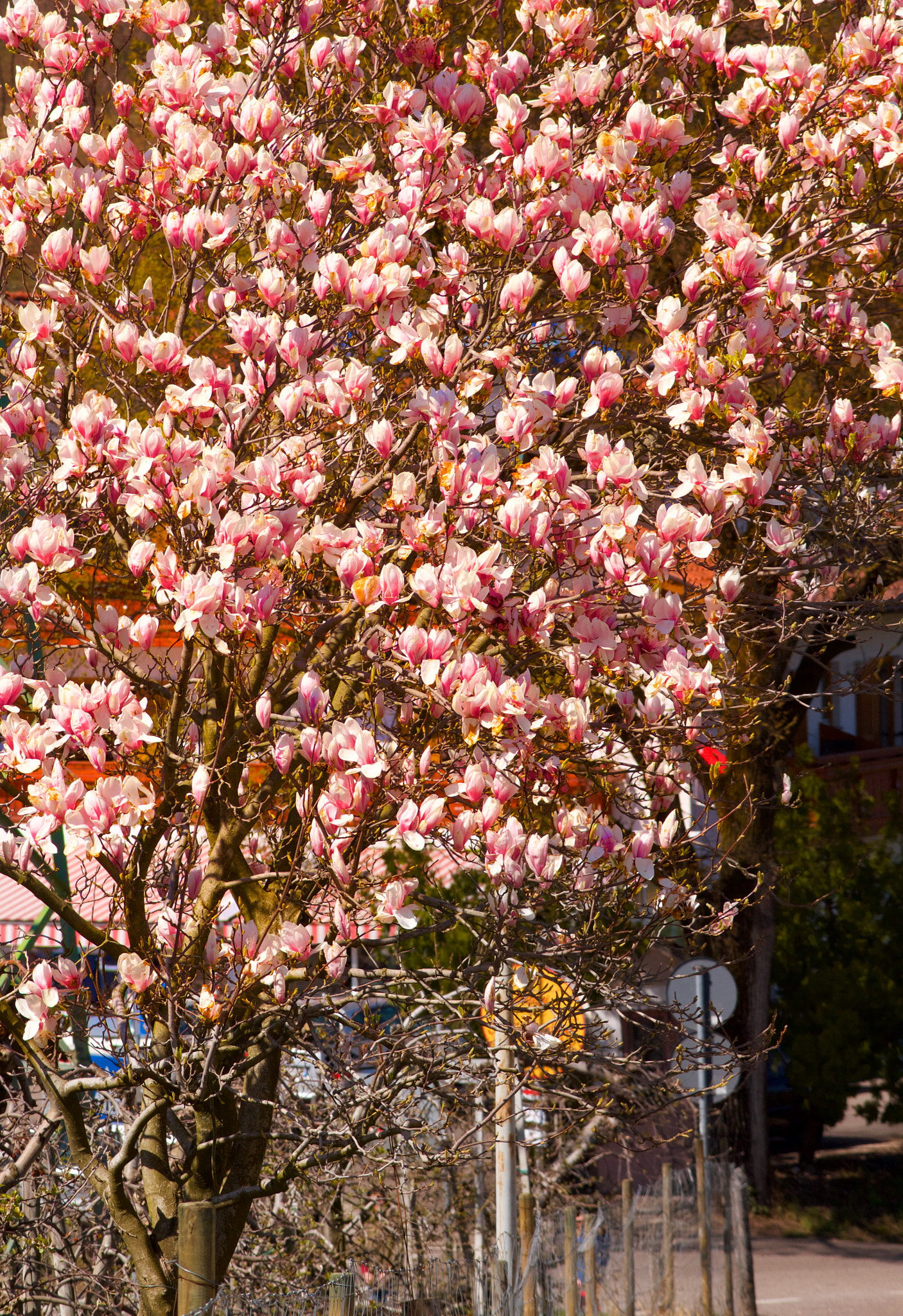 Sigma APO 50-150mm f/2.8 [II] EX DC HSM sample photo. Colors photography