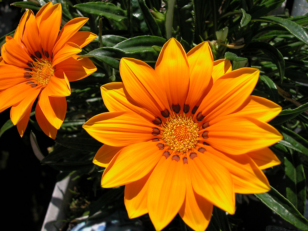 Nikon E5000 sample photo. Orange photography