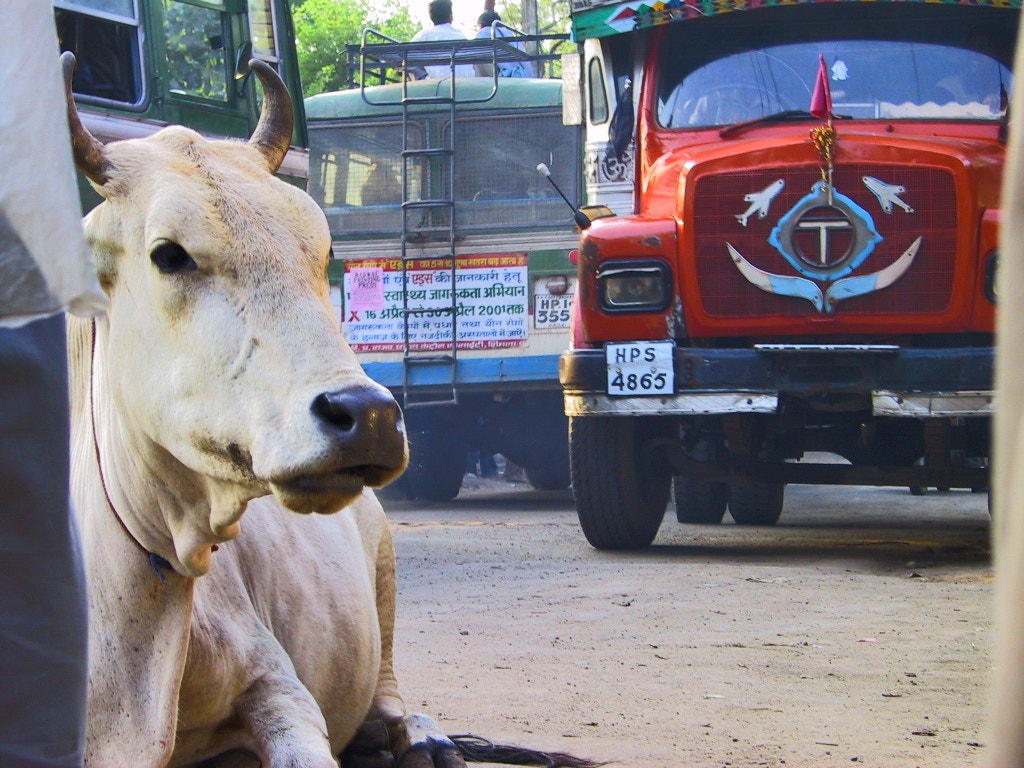 Canon POWERSHOT G1 sample photo. Cow in the caos photography
