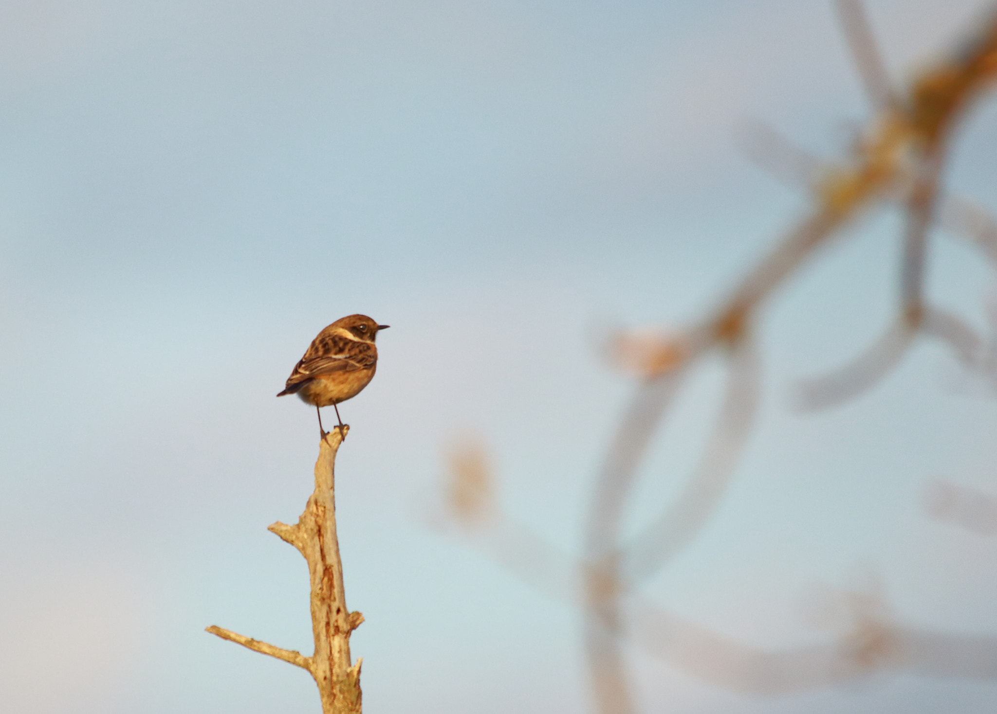 Sigma 150-500mm F5-6.3 DG OS HSM sample photo. Little bird photography