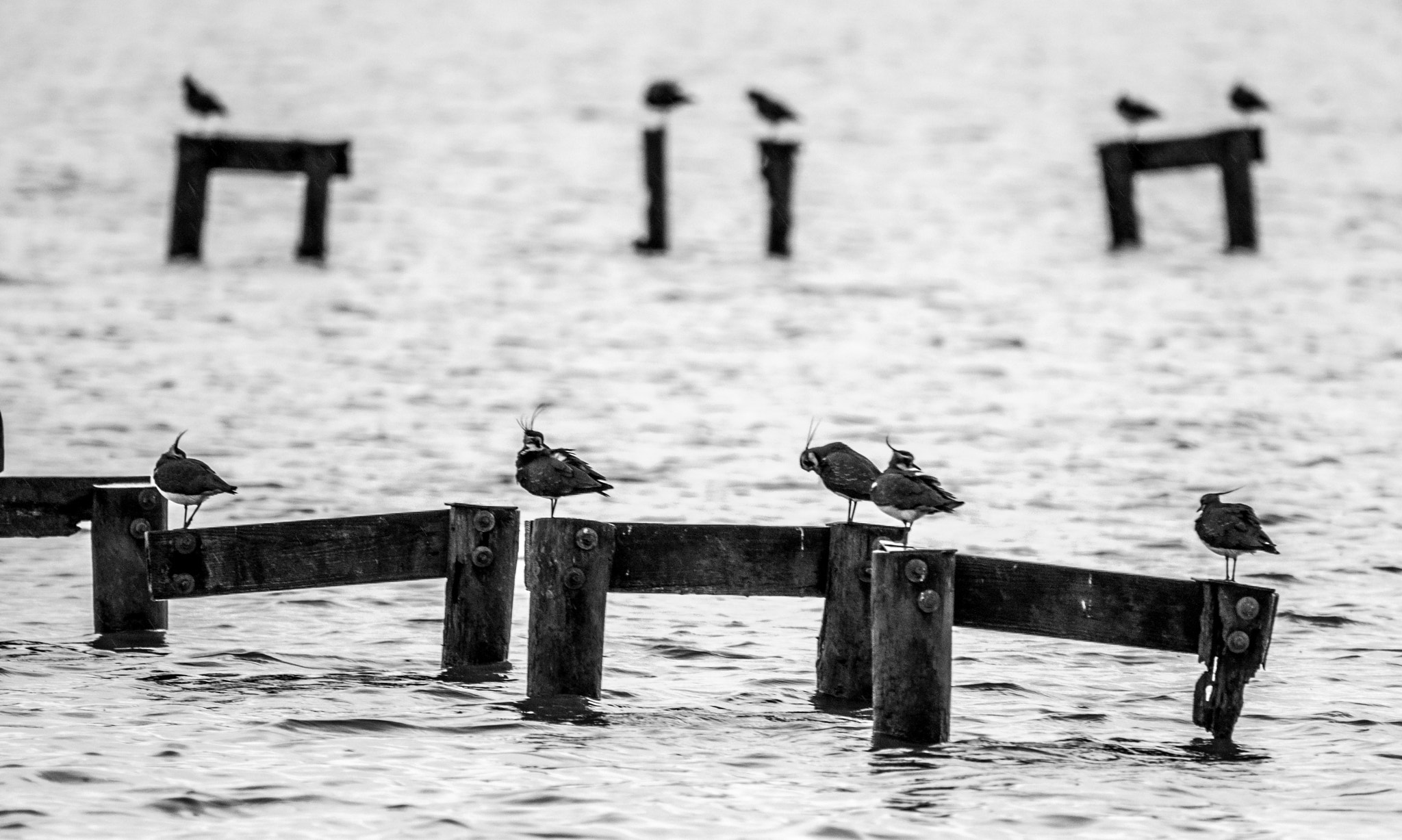 Sigma 150-600mm F5-6.3 DG OS HSM | C sample photo. Lapwings photography
