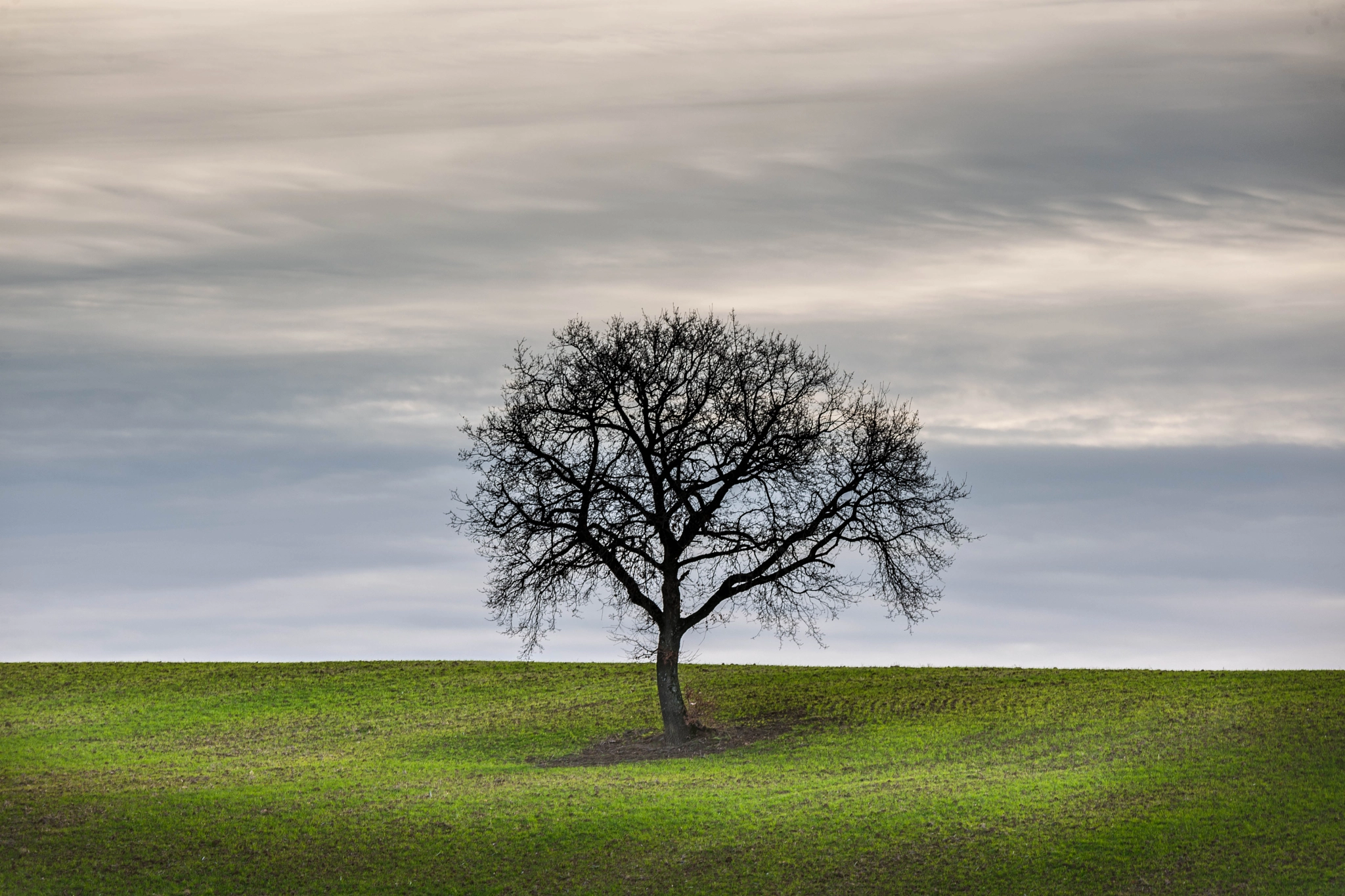 Nikon D3X sample photo. Tree alone photography