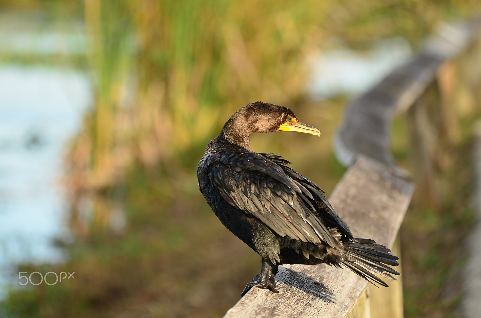 Tamron SP AF 180mm F3.5 Di LD (IF) Macro sample photo. Great cormorant.. photography