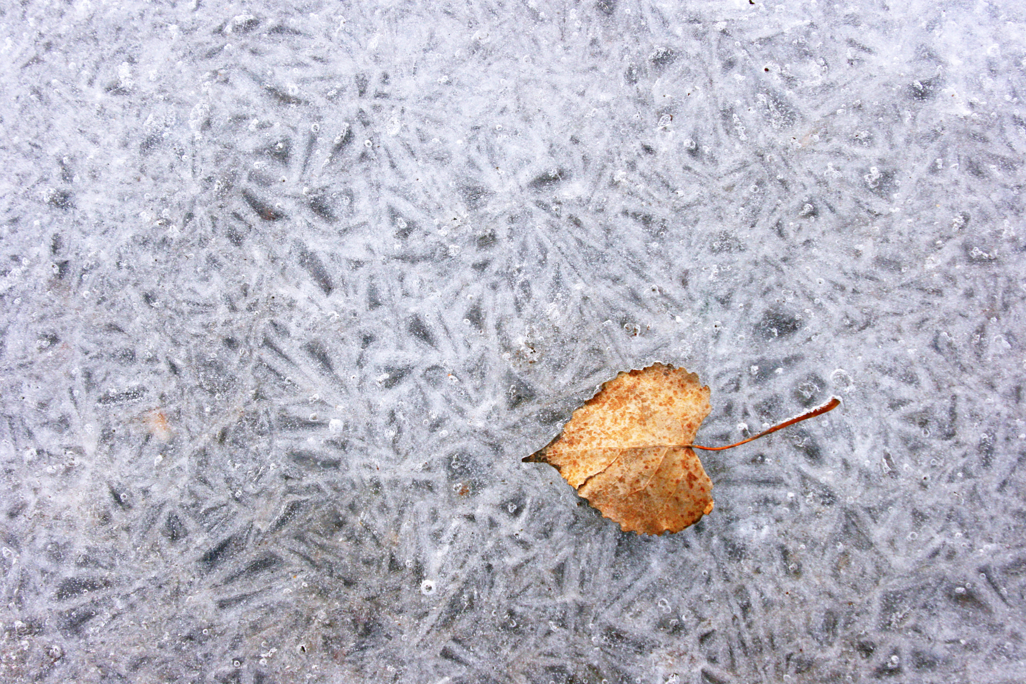 Canon EOS 400D (EOS Digital Rebel XTi / EOS Kiss Digital X) sample photo. Frozen in ice photography