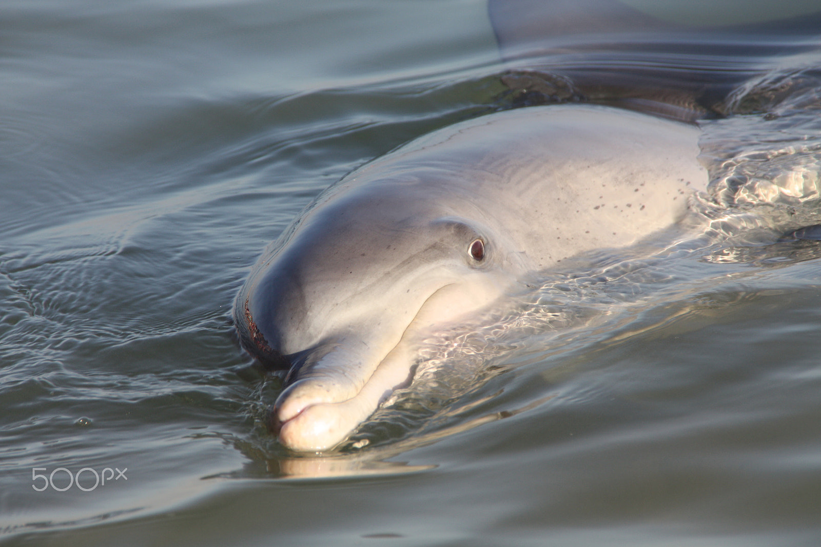Canon EOS 450D (EOS Rebel XSi / EOS Kiss X2) sample photo. Monkey mia dolphin photography