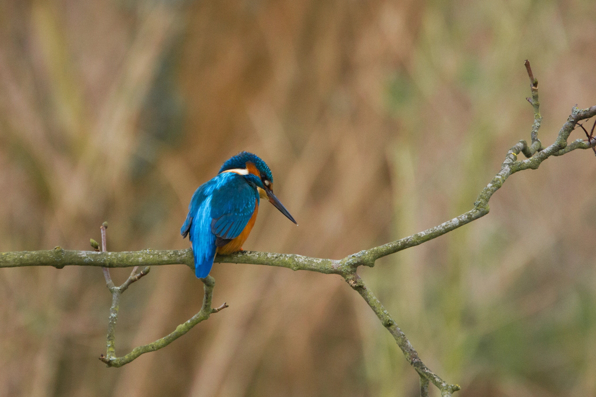 Canon EOS 550D (EOS Rebel T2i / EOS Kiss X4) + Canon EF 70-300mm F4.5-5.6 DO IS USM sample photo. Beautiful kingfisher photography