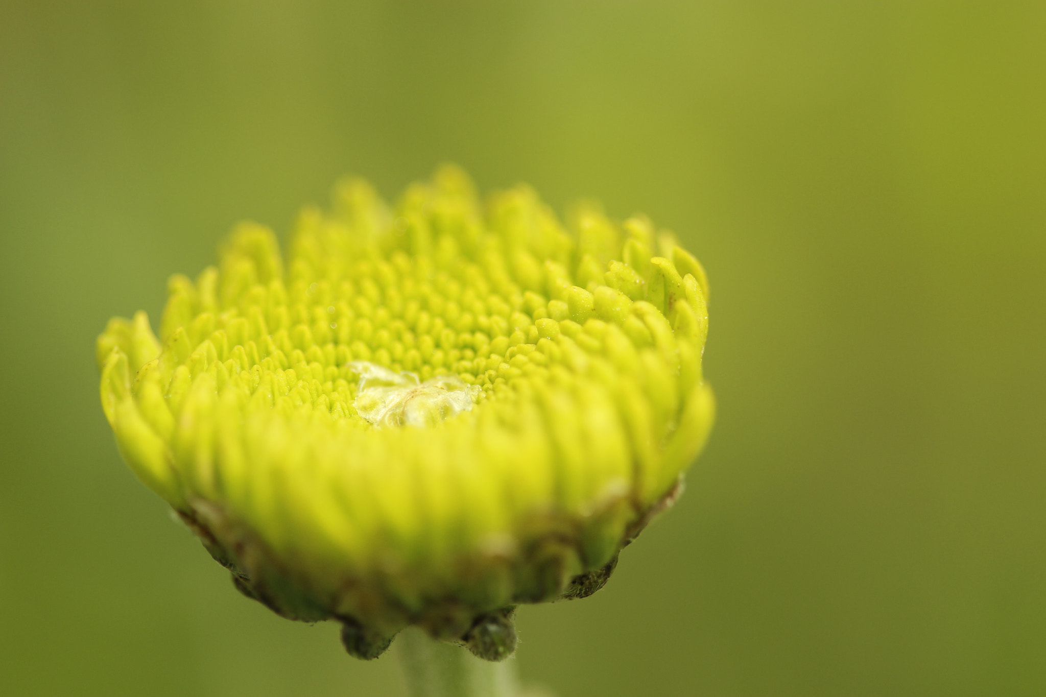 Canon EOS 600D (Rebel EOS T3i / EOS Kiss X5) + Canon EF 100mm F2.8 Macro USM sample photo. Flower 5128 photography