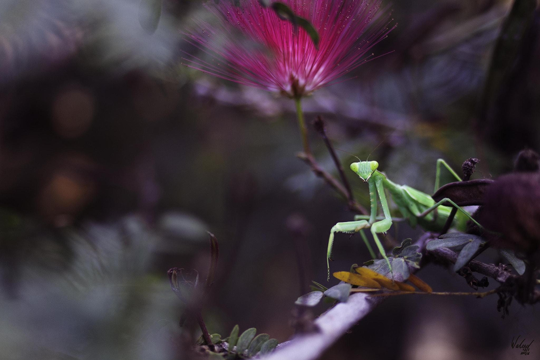 Canon EOS 60D + ZEISS Distagon T* 35mm F2 sample photo. Mantis photography
