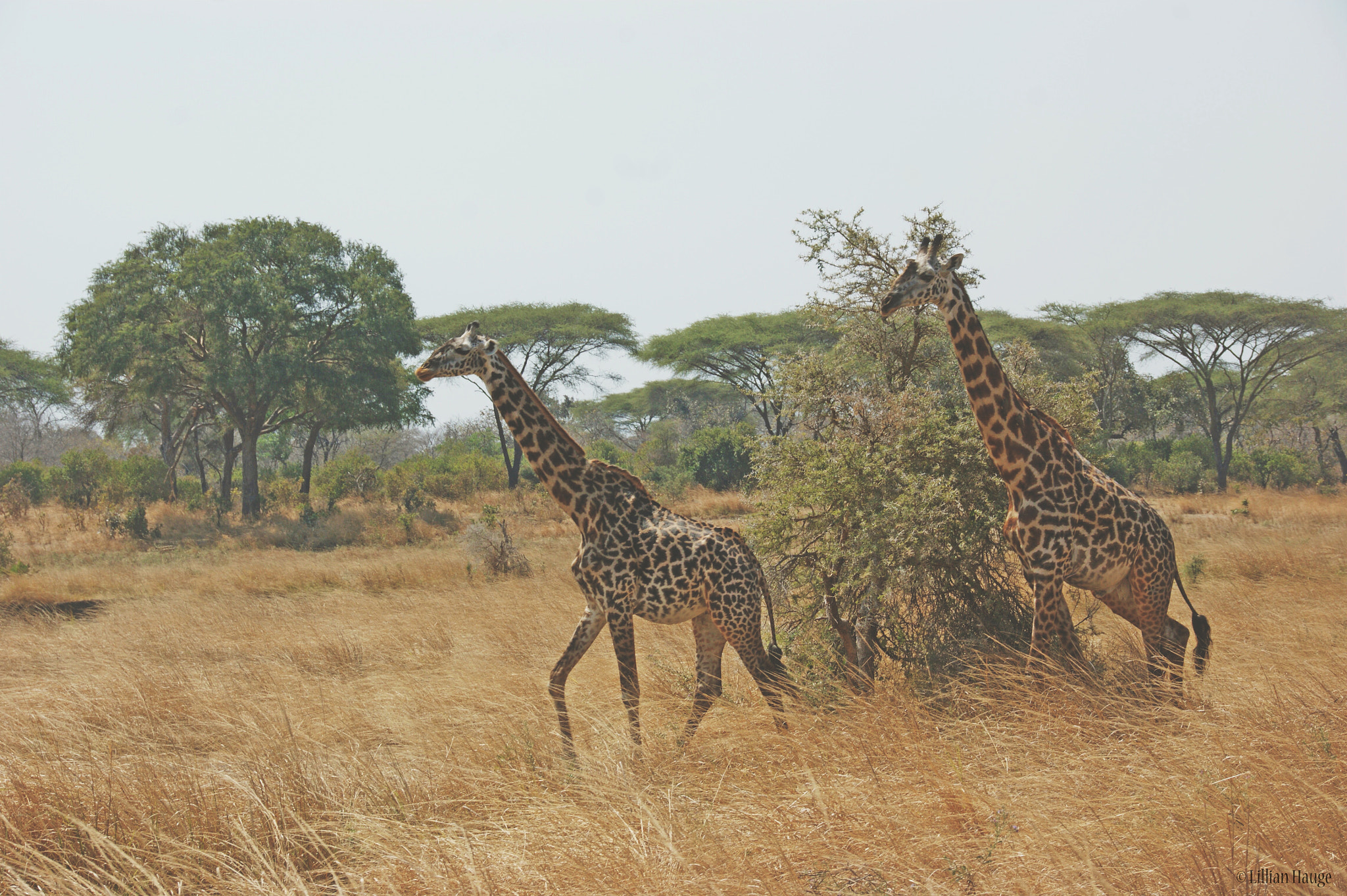 Sony Alpha DSLR-A290 + Tamron AF 28-105mm F4-5.6 [IF] sample photo. Wildlife photography