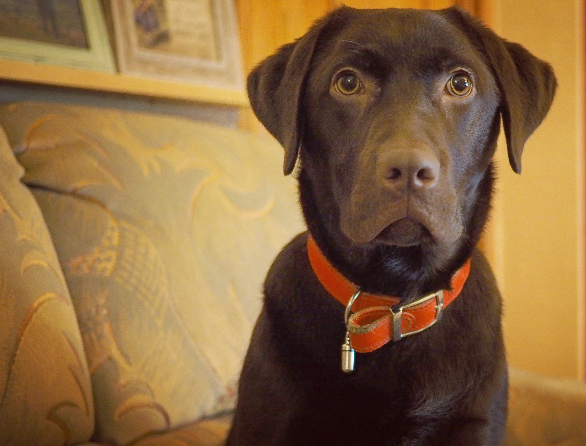 Olympus PEN E-PL7 sample photo. Mr handsome! photography