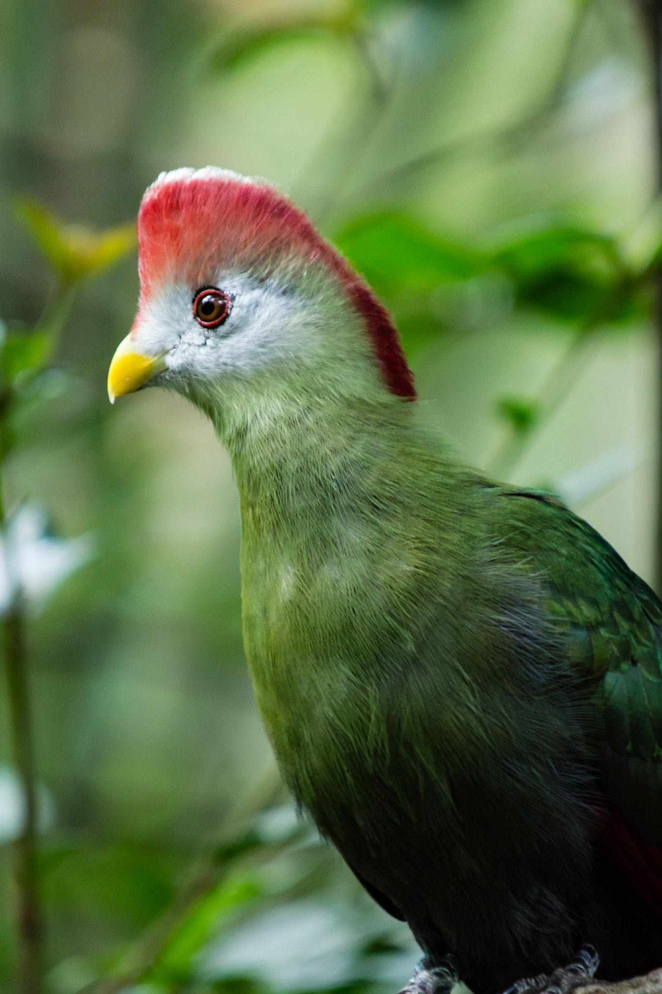 Minolta AF 100-300mm F4.5-5.6 APO [New] sample photo. Red crested turaco photography