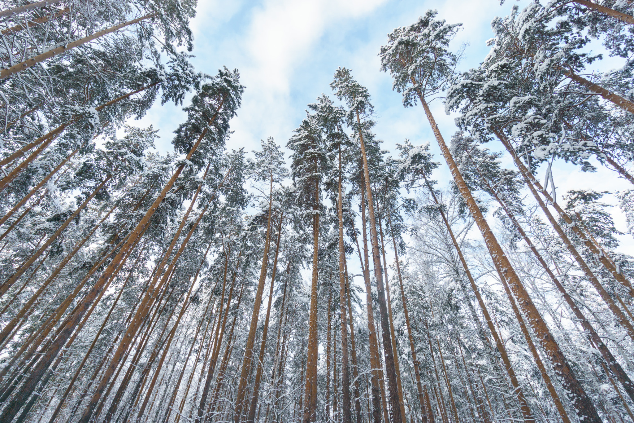 Sony a5100 + Sony E 10-18mm F4 OSS sample photo. Snowy woods photography