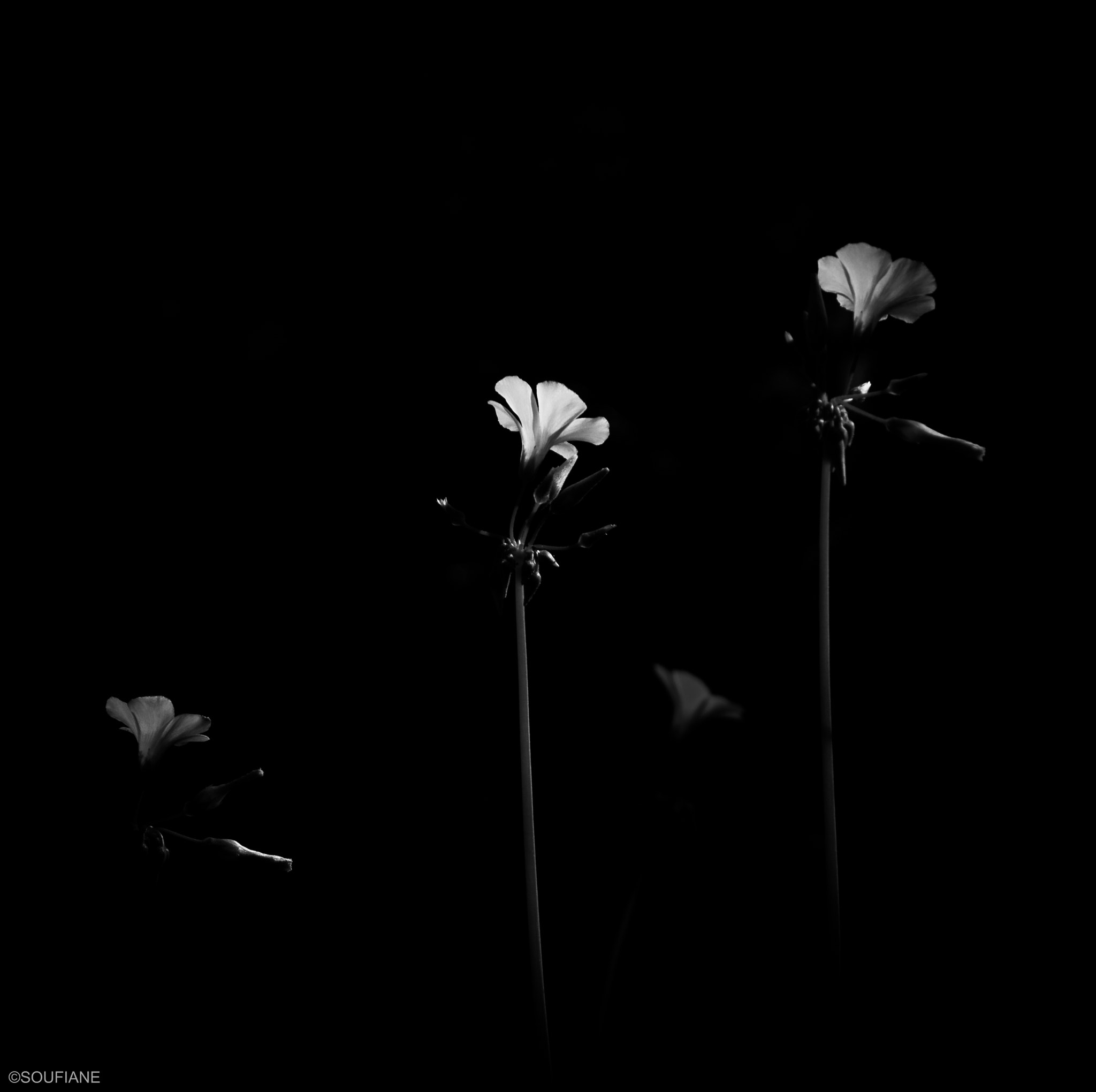 Canon EF 28-105mm f/3.5-4.5 USM sample photo. Hide and seek photography