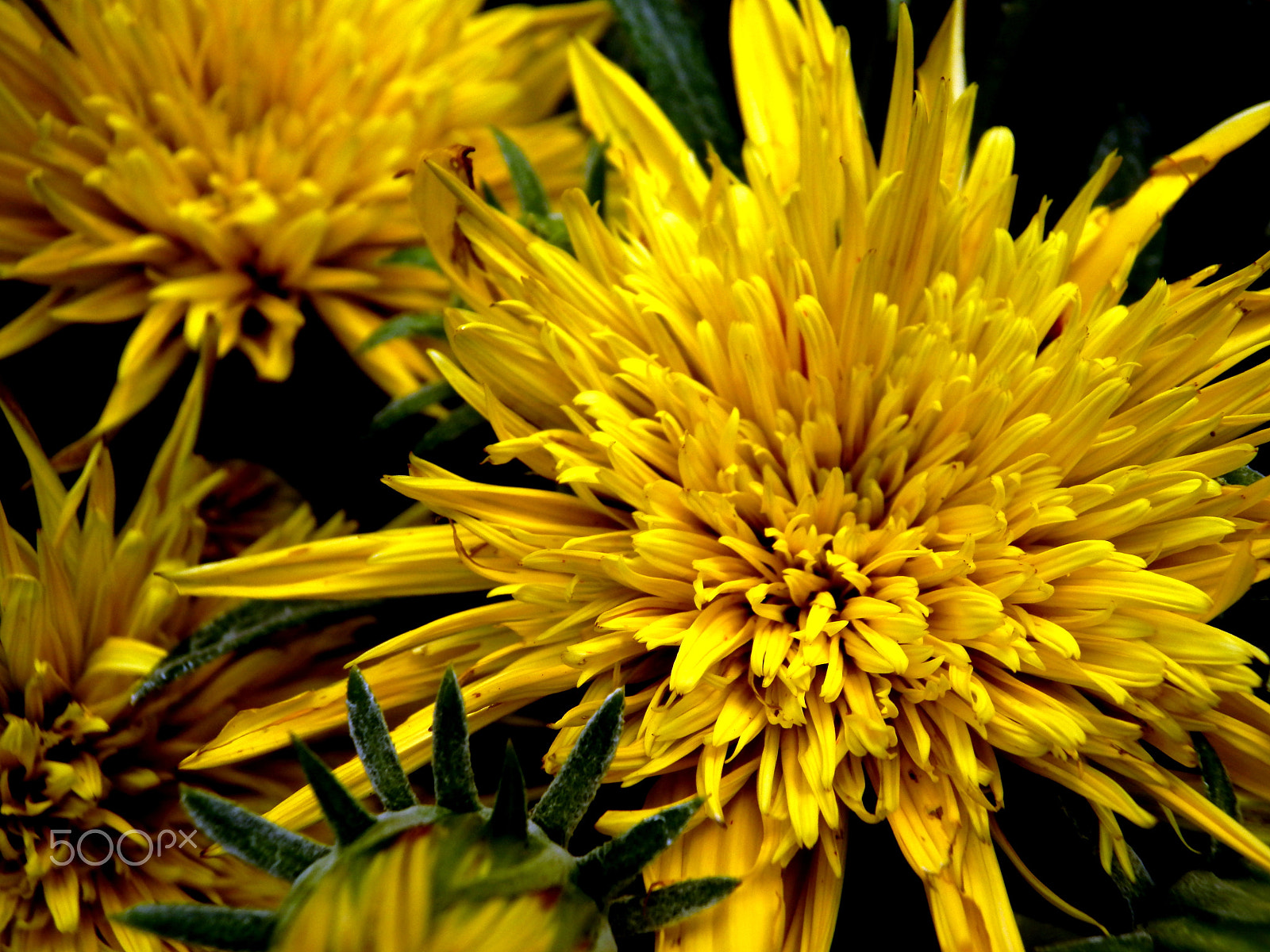 Olympus SZ-20 sample photo. Yellow photography