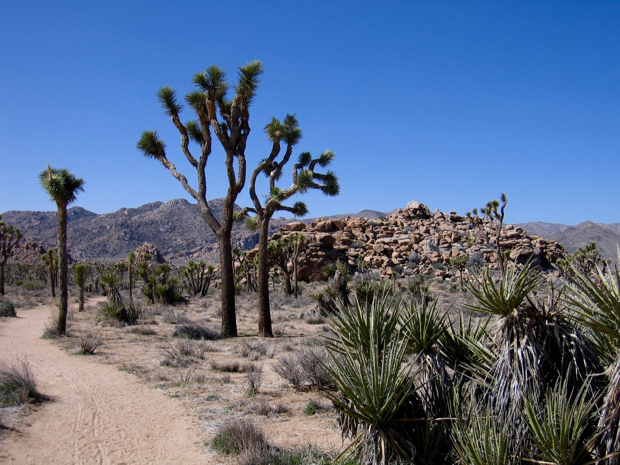 Canon POWERSHOT S60 sample photo. Joshua tree national park photography