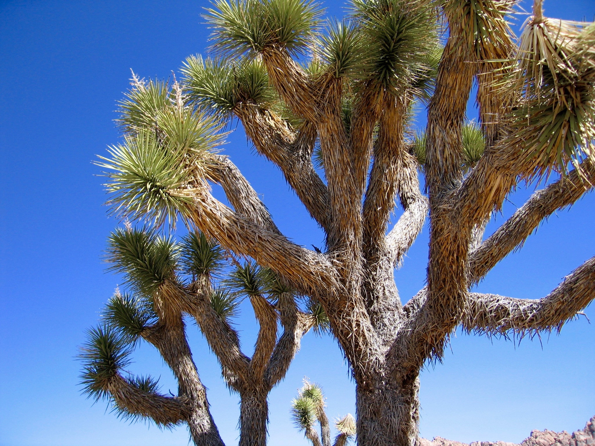 Canon POWERSHOT S60 sample photo. Joshua tree national park photography