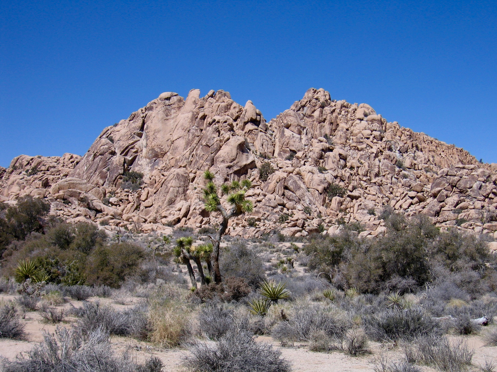 Canon POWERSHOT S60 sample photo. Joshua tree national park photography